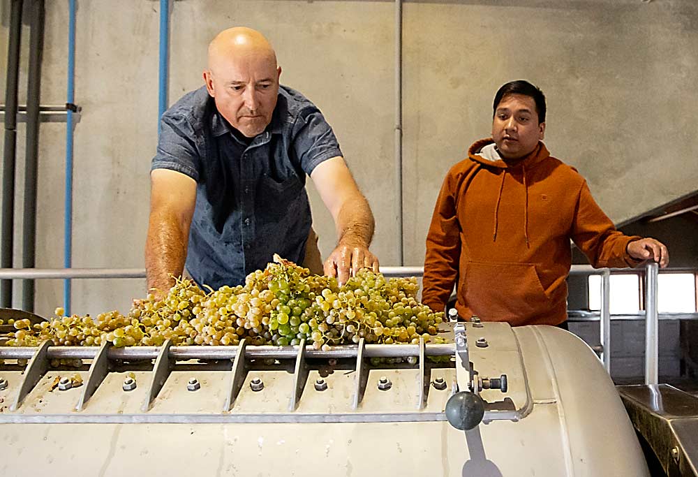 Winemaker Jean-François Pellet loads Semillon grapes into the press at Pepper Bridge Winery in Walla Walla as Julian Villegas looks on. (Ross Courtney/Good Fruit Grower)