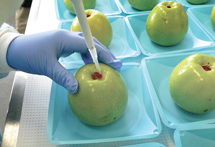 A member of Glass’s research group inoculates an apple with Listeria. The fruit is then used to make caramel apples, at which time they are tested for the bacteria. This provides insight into the potential for caramel apples to cause illness among consumers. <b>(Courtesy Kathleen Glass)</b>