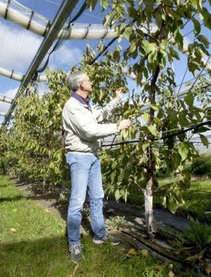 Gregory Lang of MSU examines a tree that underwent whole tree renewal before the growing season. With this approach, drastic pruning takes a tree back to the permanent wood. The idea is to provide regrowth of the same age and vigor and with excellent fruit production, while making pruning and harvesting easier. Although early in the trial, initial results are good. This tree, which combines Gisela 3 rootstock and TSA architecture, shows excellent renewal. (by Leslie Mertz)