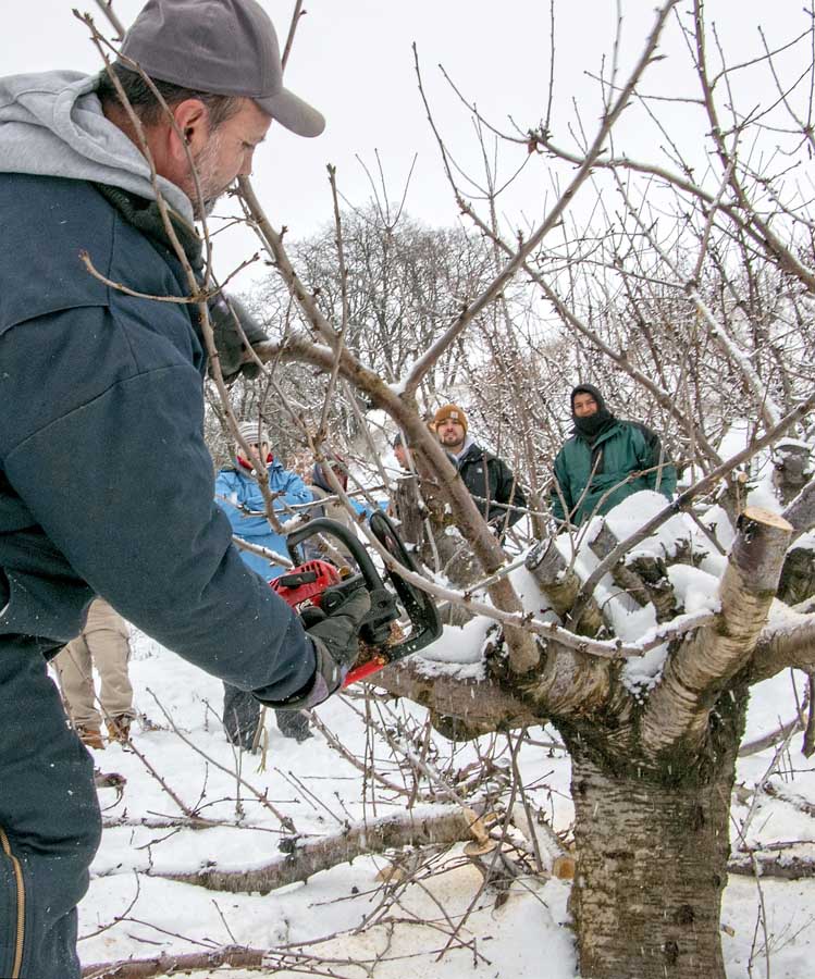 A longtime orchard foreman Antonio Santillan uses a chain saw to demonstrate whole tree renewal pruning at Oregon State University's annual winter pruning tour Tuesday, Dec. 13, 2016, The Dalles, Oregon. (Ross Courtney/Good Fruit Grower)
