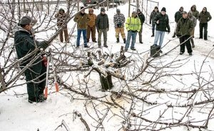 Lynn Long, center, in black coat behind box speaker, of Oregon State University Extension discusses the finer points of whole tree renewal pruning at an annual winter pruning workshop in December near The Dalles, Oregon. The technique, though seemingly drastic, involves cutting all the limbs of a cherry tree back at the same time to ensure balanced renewal growth. (Ross Courtney/Good Fruit Grower)