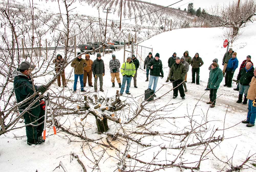 Lynn Long, center, in black coat behind box speaker, of Oregon State University Extension discusses the finer points of whole tree renewal pruning at an annual winter pruning workshop in December near The Dalles, Oregon. The technique, though seemingly drastic, involves cutting all the limbs of a cherry tree back at the same time to ensure balanced renewal growth.<b> (Ross Courtney/Good Fruit Grower)</b>