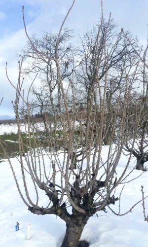 One of John Byers’ KGB Chelan trees, stubbed all the way back with the whole tree renewal in 2015, shows balanced growth of new fruiting wood in December 2016 with more than 20 fruiting uprights, each easily bendable to allow pickers to harvest without a ladder. <b>(Courtesy John Byers)</b>