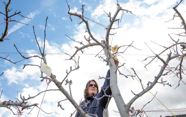 Tip #5 - Gwen Hoheisel, Washington State University, checks water sensitive paper that helps workers determine where an orchard sprayer's nozzle is hitting the trees during a spray training in Naches, Wash., on March 15, 2016.  (TJ Mullinax/Good Fruit Grower)