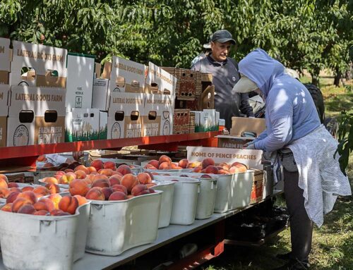 Field-fresh peaches fill specialty market demand