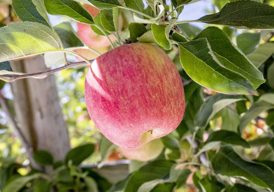 Lady Alice apple variety is exclusively propagated by Zirkle Fruit Company and sold under the Rainier Fruit label. The fruit originated with one of Zirkle's growers in neighboring Gleed, Washington. <b>(TJ Mullinax/Good Fruit Grower)</b>