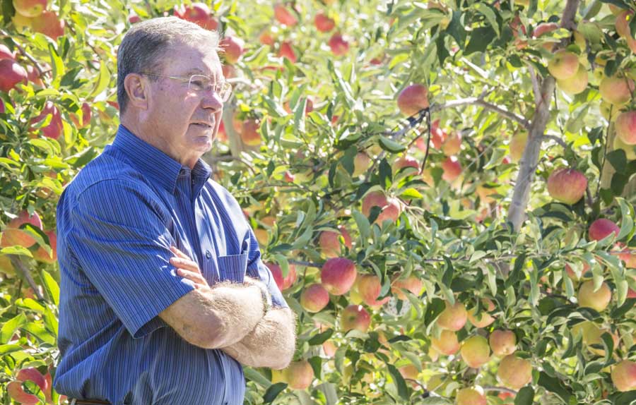 Bill Zirkle at a Lady Alice apple block in Selah in late September.<b> (TJ Mullinax/Good Fruit Grower)</b>