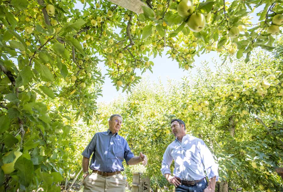 Father and son, Bill and Mark Zirkle of Zirkle Fruit Co., talk under a canopy of Golden Delicious apples in one of their older blocks in Selah, Washington. Bill says the trees are 60-some years old and are consistent producers, prop wood and all. Across the road from this block a new trellised block of Honeycrisp stands. <b> (TJ Mullinax/Good Fruit Grower)</b>