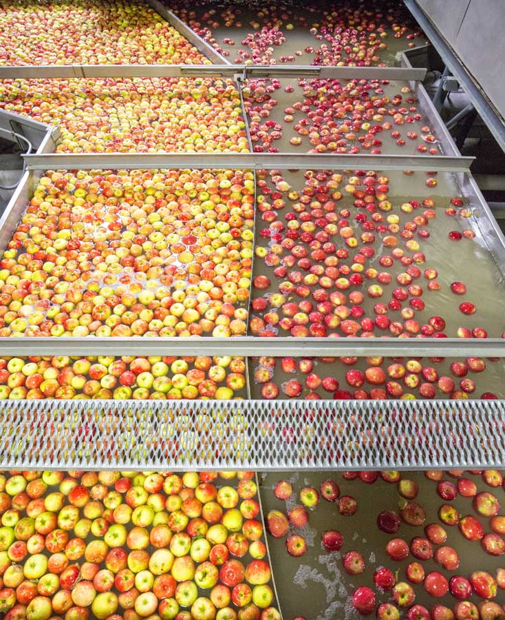 This Zirkle packing facility in Selah can run multiple varieties at the same time.<b> (TJ Mullinax/Good Fruit Grower)</b>