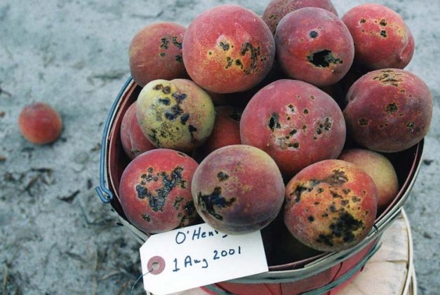 The O’Henry peach variety is a poster child, highly susceptible to bacterial spot. Symptoms include fruit spots, leaf spots, and twig cankers.