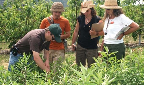 Mike Omeg checks for beneficial insects in goldenrod plants in an insectary alongside a Regina cherry block. He's watched by (from left) Drew Merritt and Kristin Currin of Humble Roots Farm & Nursery at Mosier, Oregon, and Gwendolyn Ellen of Oregon State 
