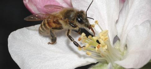 Bees are pushed hard to pollinate multiple crops, and some crops might not provide adequate nutrition.