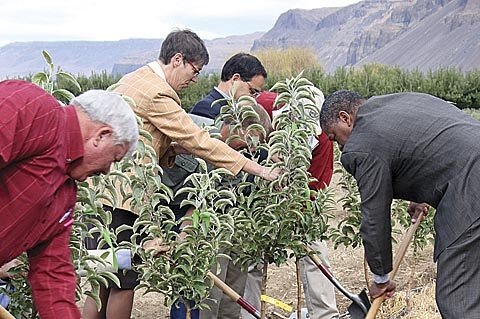 WSU faculty, aided by tree fruit industry members, plant trees at WSU's new research orchard near Wenatchee to symbolize the university's commitment to the industry. Pictured are, from left, Jim Doornink, president of the Washington Tree Fruit Research Commission; Linda Kirk Fox, associate director for Extension; Dr. Dan Bernardo, dean of the College of Agricultural, Human and Natural Resources Science; and Dr. Elson Floyd, WSU president.
