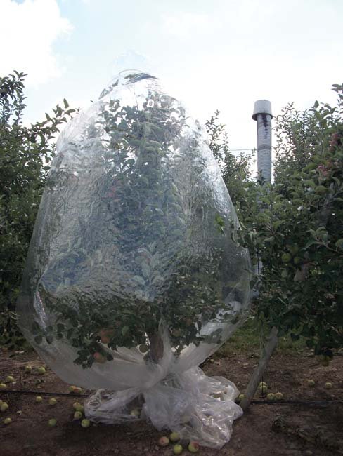 This tree in a plastic wrapping is being used to collect and measure gases—oxygen, carbon dioxide, and water vapor. This experiment is to measure water loss to develop a model for irrigating apple trees in New York State.