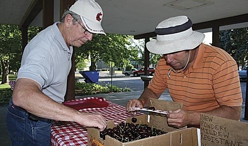 Fran Pierce (left) and Mark Hanrahan check Kiona cherries for size. Kiona, a cross of Glacier and Cashmere, is one of the most recent releases from WSU.