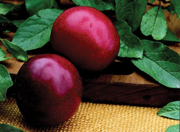 The Santa Rosa plum was the most widely grown plum in California until the mid-1970s.