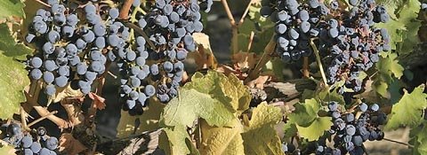Berry shrivel, a problem in vineyards around the world, results in sour-tasting grapes  that are unwanted by wineries.