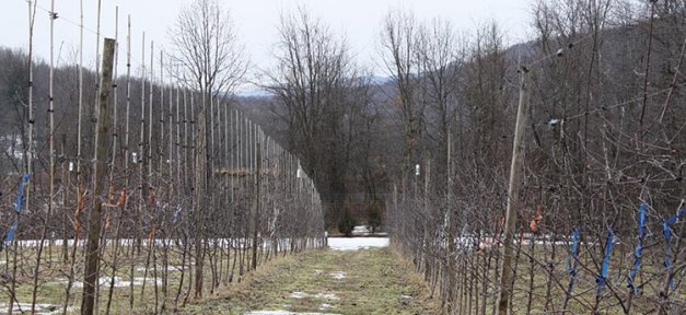 Modern apple tree plantings have been made at the Hudson Valley Lab. 