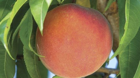 FlavrBurst has less acidity than typical peach varieties.