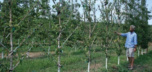 OSU horticulturist Dr. Todd Einhorn is experimenting to find out the best angle to train branches of d'Anjou pear trees to discourage suckering and promote early fruiting.