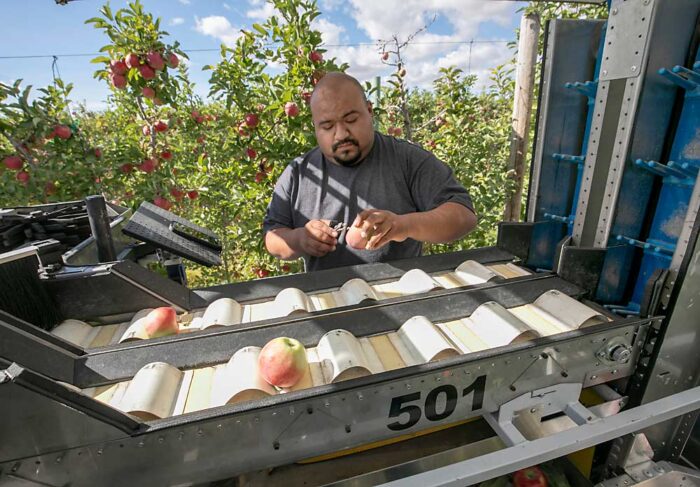 Automation advancements in apple harvesting — Video - Good Fruit Grower