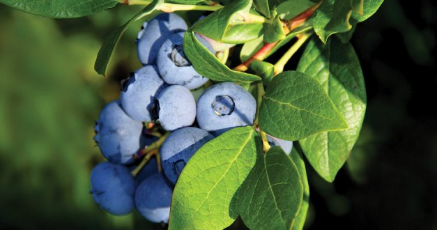 Eastern Washington State is the world’s fastest-growing region for blueberry production.