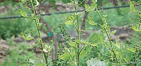 An example of phenoxy herbicide drift damage to grapes.