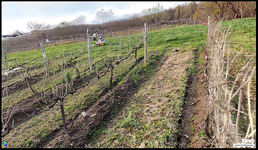 A screenshot taken from a hyperrealistic rendering of a vineyard done by Carnegie Mellon University researchers. The researchers are currently building a vineyard simulator based on information from the rendering, so they can train robotic pruners without having to deal with real-world distractions such as weather. (Courtesy Carnegie Mellon University)