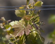 Airfield Estates owner, Marcus Miller, says the Dolcetto wine grape variety consistently produces high quality wines. Miller points out Dolcetto has a distinctive reddening on the leaf and requires heavy thinning in the late spring. (TJ Mullinax/Good Fruit Grower)