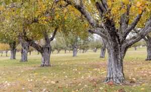 Freestanding apple trees at Alber Orchard & Cider Mill in Manchester, Michigan. Some of the trees at Alber, one of the state’s oldest orchards, are more than 150 years old and yield heirloom apples. (Matt Milkovich/Good Fruit Grower)