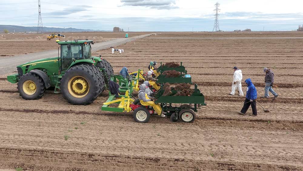 An Allan Bros. three-row planter works one of the company’s Mattawa, Washington, ranches in March. The custom-built machine helped crews plant 143 acres of apple trees in a high-density planting in under five days. <b>(Courtesy Larry Schmits)</b>