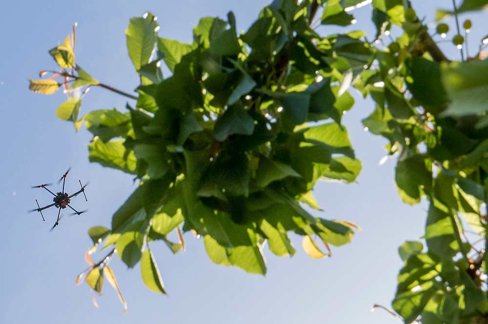 A drone soars over the tree canopy at an Allan Bros. orchard in Selah, Washington. The longtime fruit company experiments with new technologies, including the use of aerial imagery to monitor orchard health. <b>(TJ Mullinax/Good Fruit Grower)</b>