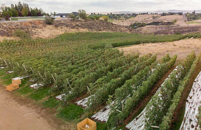 Honeycrisp is the new Honeycrisp – Good Fruit Grower