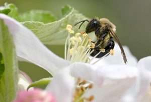 A female Andrena regularis, also known as the regular miner bee, visiting apple flowers at Cornell Orchards in Ithaca, New York. This ground-nesting native bee is an effective apple pollinator. (Courtesy Bryan Danforth/Cornell University)