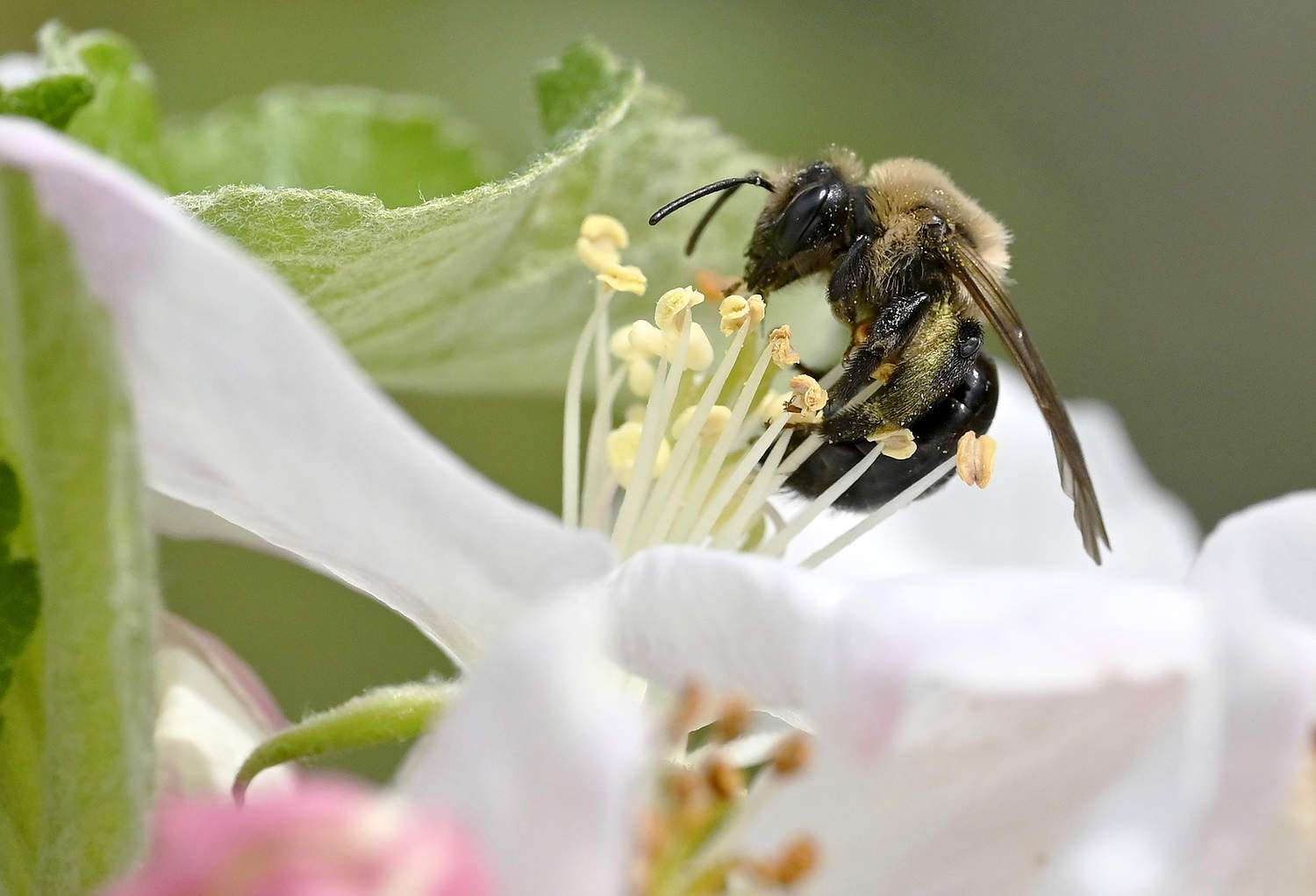 Winning with home-team pollinators A female Andrena regularis, also known as the regular miner bee, visiting apple flowers at Cornell Orchards in Ithaca, New York. This ground-nesting native bee is an effective apple pollinator. (Courtesy Bryan Danforth/Cornell University)