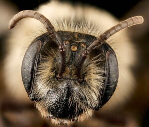 Researchers from Rutgers University and the University of California, Davis found that greater diversity in wild bee species is vital to maintaining stable pollination from year to year. Some of the wild bee species are blueberry specialists. This includes the mining bee (Andrena vicina). The female, shown here, collects blueberry pollen, which is the primary food source for her young. (Courtesy Native Bee Inventory and Monitoring Lab)