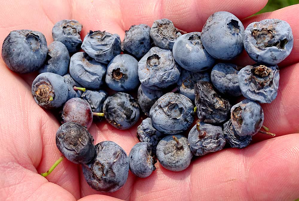 Anthracnose can diminish blueberry fruit quality and make berries unsellable. A new nationwide project seeks to develop more refined management techniques for anthracnose and other fruit rots. (Courtesy Tim Miles/Michigan State University)