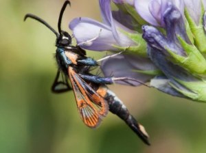 Adult female apple clearwing moth works are recognizable by their orange stripes. (Courtesy Mark Gardiner)