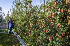 The 2017 apple harvest at Doornink Fruit Ranch began with Buckeye Gala on Aug. 25 in Wapato, Washington. (TJ Mullinax/Good Fruit Grower)