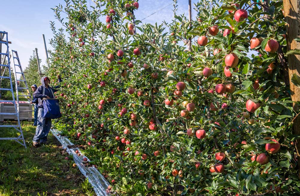 The 2017 apple harvest at Doornink Fruit Ranch began with Buckeye Gala on Aug. 25 in Wapato, Washington. <b>(TJ Mullinax/Good Fruit Grower)</b>