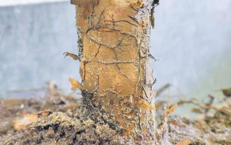 Rhizomorphs, the black shoestring-like strands attached to the trunk of this blueberry bush, are a symptom of armillaria root rot. The fungal disease is uncommon in Michigan blueberry fields but was found infecting bushes in a field where oak trees previously grew. (Courtesy Tim Miles/Michigan State University)