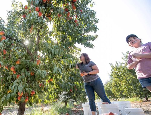 Peach grower finding the sweet spot for profitable production