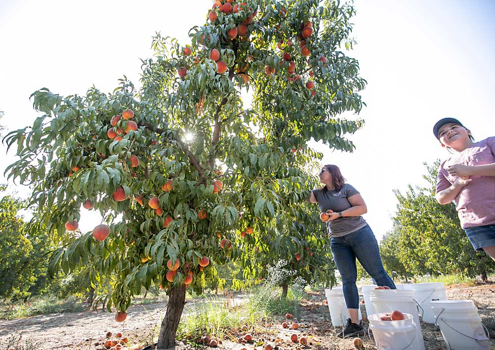 Amanda Arnold, with her daughter, Addisyn, picks Parade peaches for a weekend farmers market at her family’s Arnold Farms in Winton, California. The family mostly produces peaches for canning but sets aside a few trees for fresh sales each year. (TJ Mullinax/Good Fruit Grower)