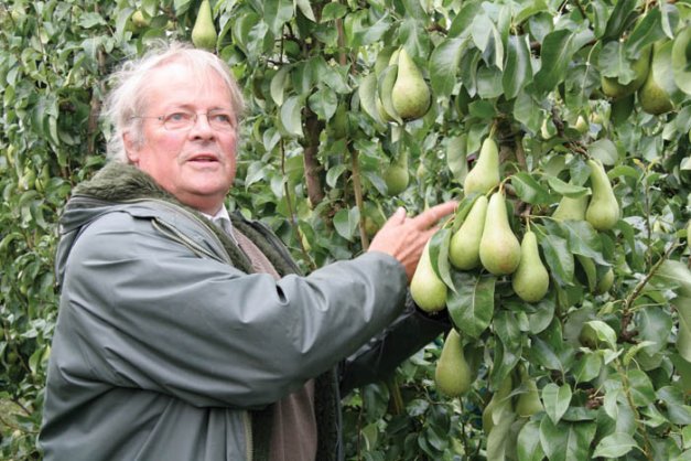 Belgian horticulturist Tom Deckers discusses the pruning strategy for a four-leader system. Many pear-growing systems put too much energy into production of shoots, he said. In this system, fruit develops close to the leaders.