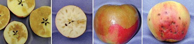 Above: Honeycrisp is sensitive to chilling disorders such as soggy breakdown. Center top: Radial browning is another common storage problem for Honeycrisp.  Center middle: Soft scald  can develop if Honeycrisp are subjected to cold storage temperatures right after harvest. Center bottom: An example of bitter pit in Honeycrisp. Growers might be able to identify Honeycrisp apples prone to bitter pit before harvest by exposing fruit samples to a hot-water treatment and cutting them the next day for evaluation.