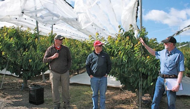 Oregon State University Extension educator Lynn Long (right) asks partners Steve Agidius (left) and John Morton about the benefits of the Voen rain cover, which is installed over an acre of Agidius's Rainier cherries in The Dalles, Oregon. The cover's flaps open and close in the breeze.
