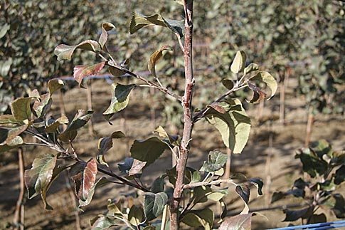Dominant side branches are not an issue in these Honeycrisp knip trees because the central leader dominance is well established. <b>(Melissa Hansen/Good Fruit Grower)</b>