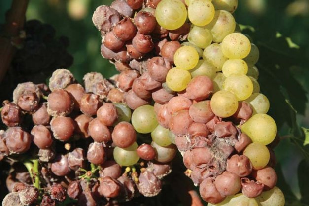 Latent infections inside a cluster can take over the bunch by harvest time.