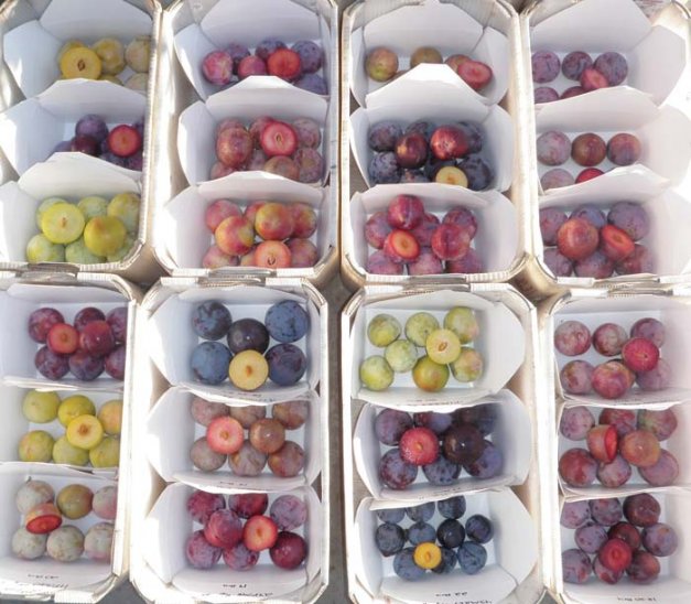 A colorful sampling of interspecific plum selections bred by Glen Bradford of BQ Genetics.