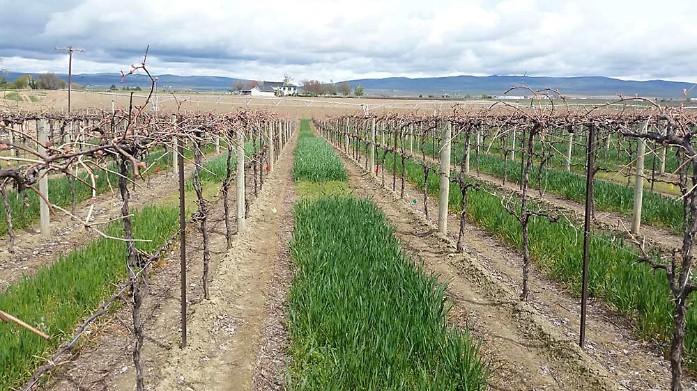 A patchwork of cover crops blankets a Sunnyside, Washington, vineyard floor during 2017 trials by Washington State University researcher Tarah Sullivan, exploring the connection between soil microbes and Concord grape vine chlorosis. (Courtesy Joan Davenport/Washington State University)